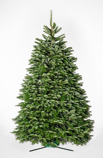 Nordmann fir tree discount