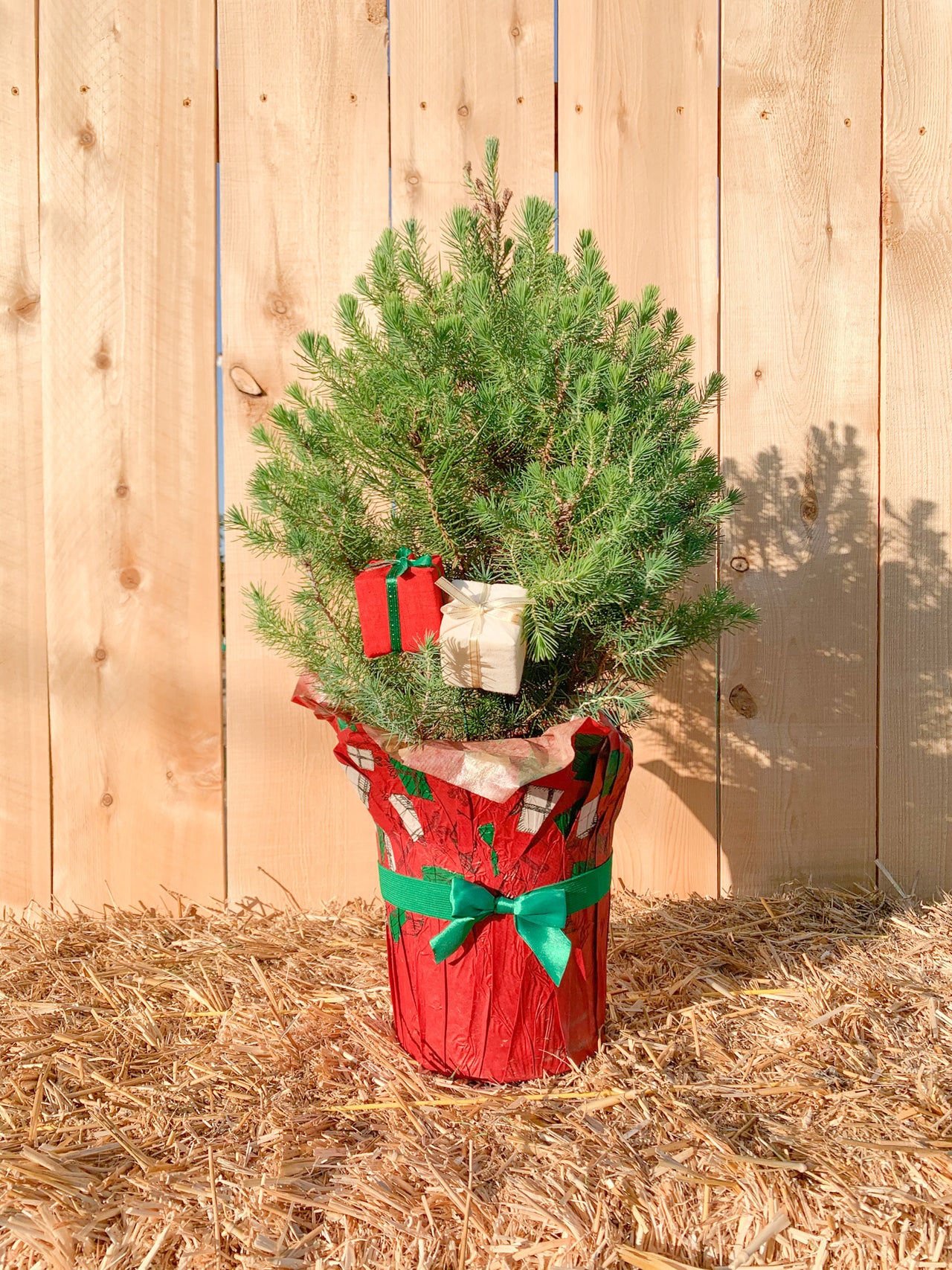 Mini live top christmas tree